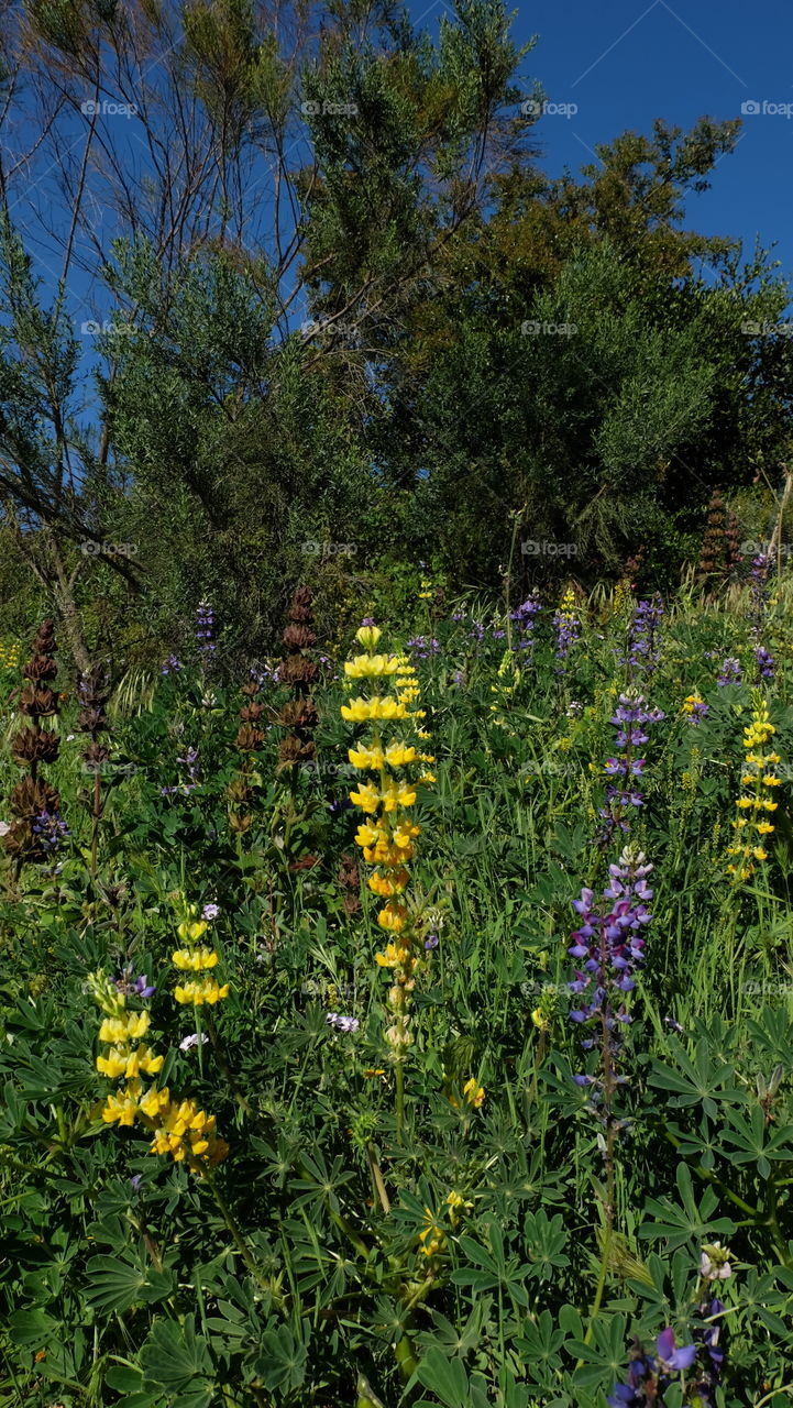 Lupine, wildflowers