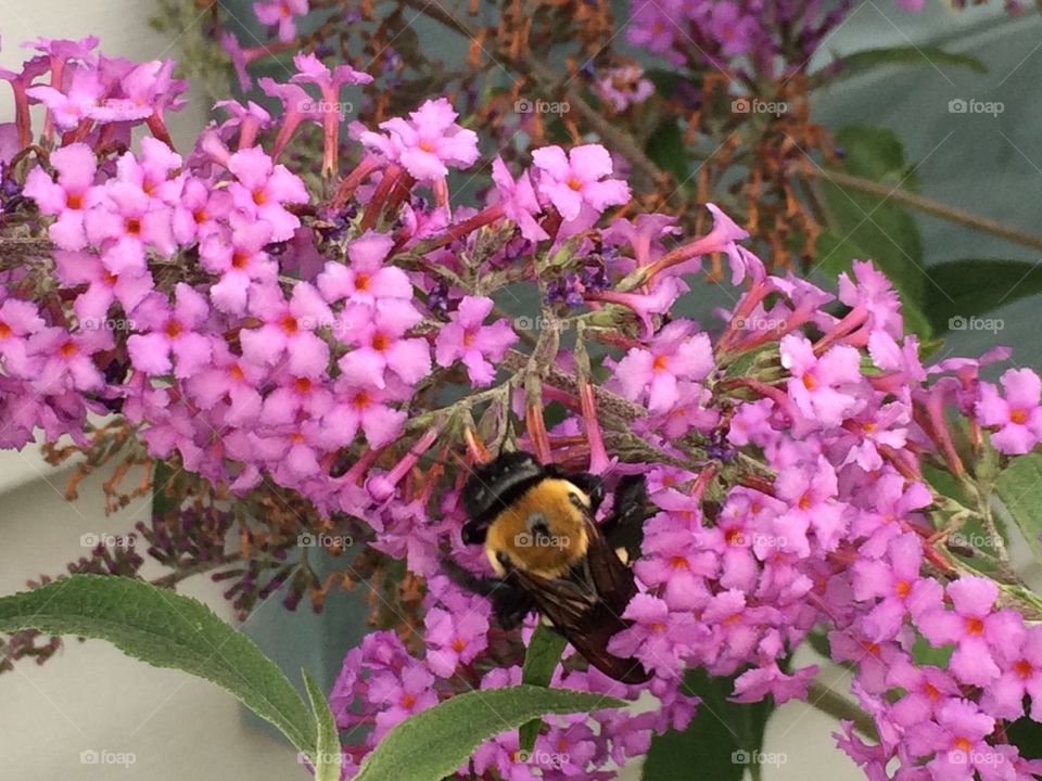 Honey bee on pink flower