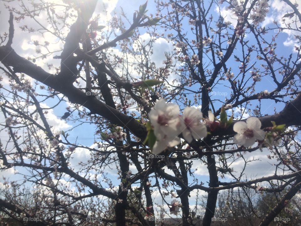 apricot blooms