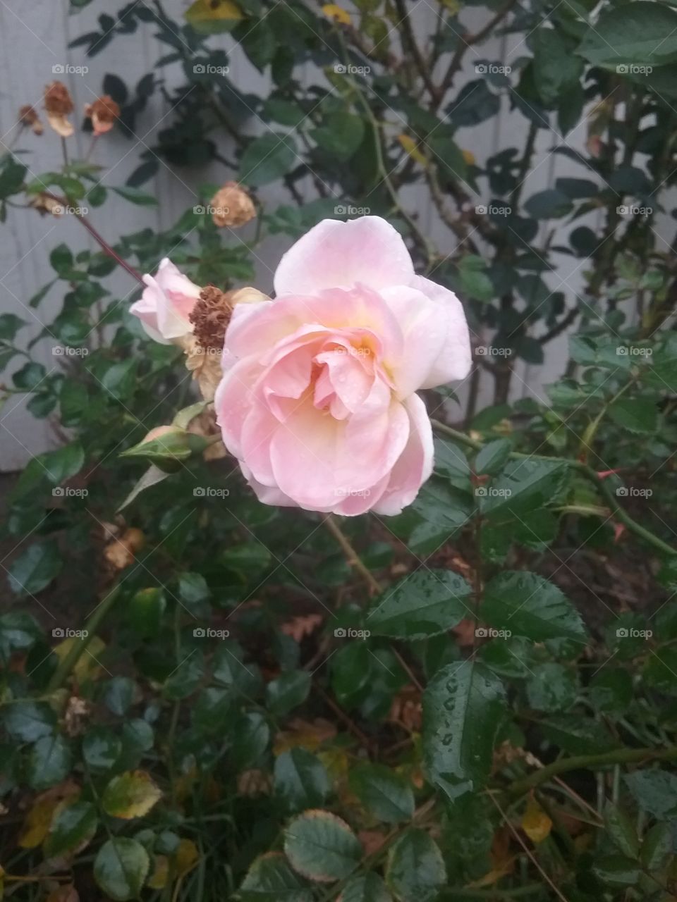 rose