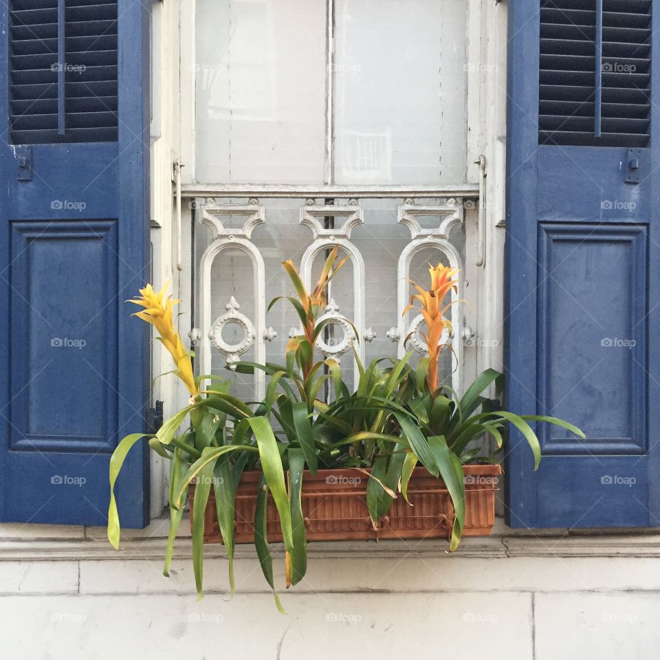 Flowers in New Orleans. New Orleans' French Quarter serves up beautiful colors and botany.