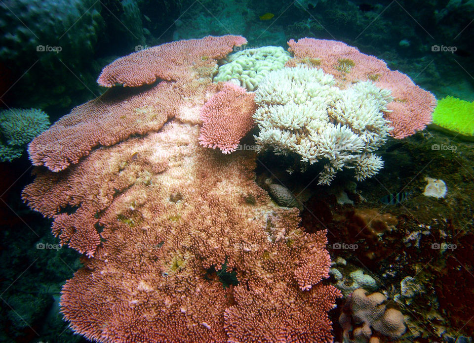 island coral diving underwater by paullj