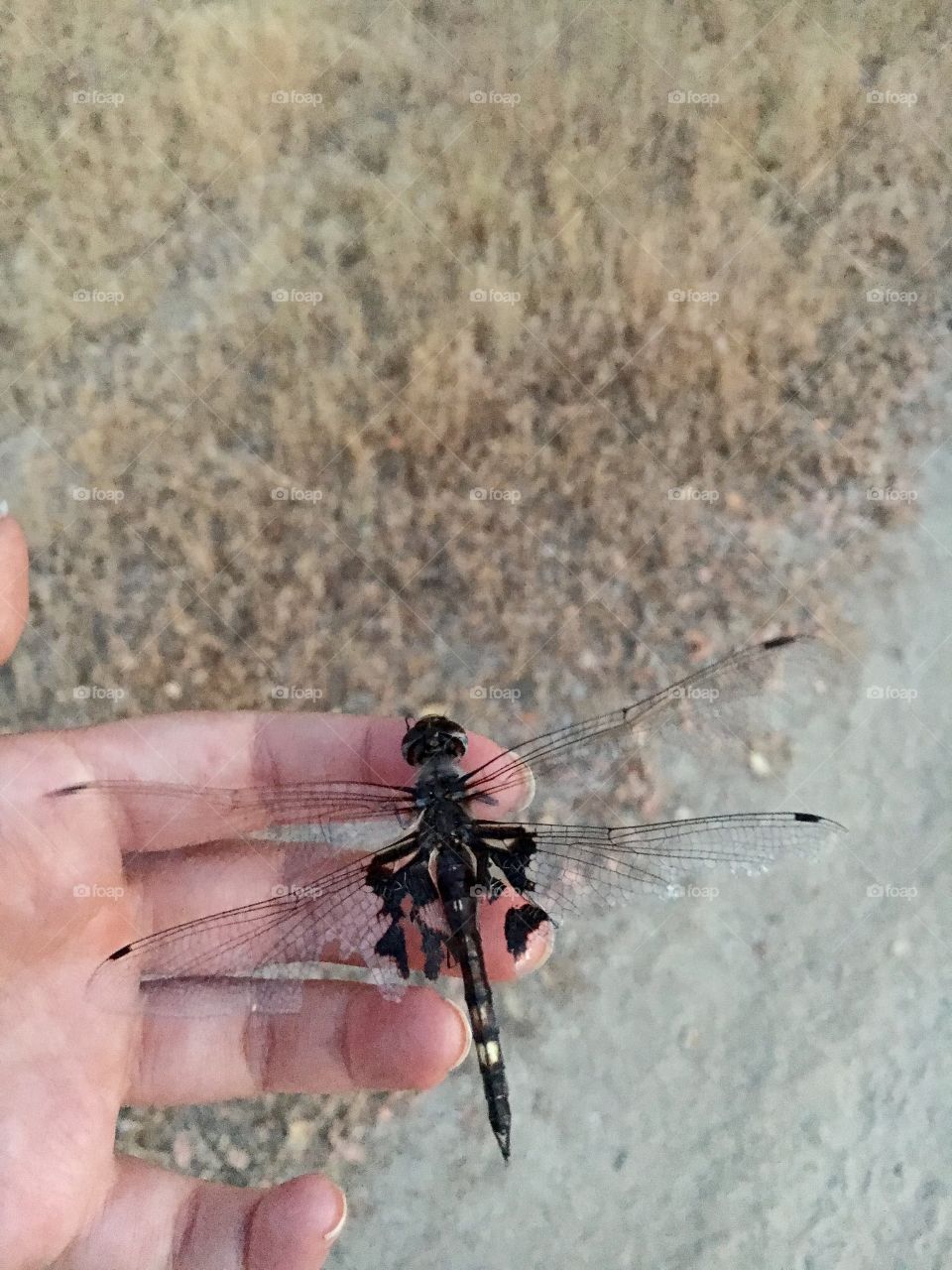 Little dragonfly that I saved today.. she flew away into the sky..