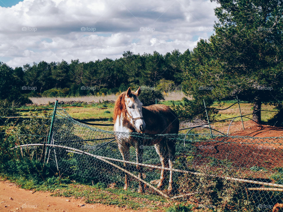 Horse in the field 