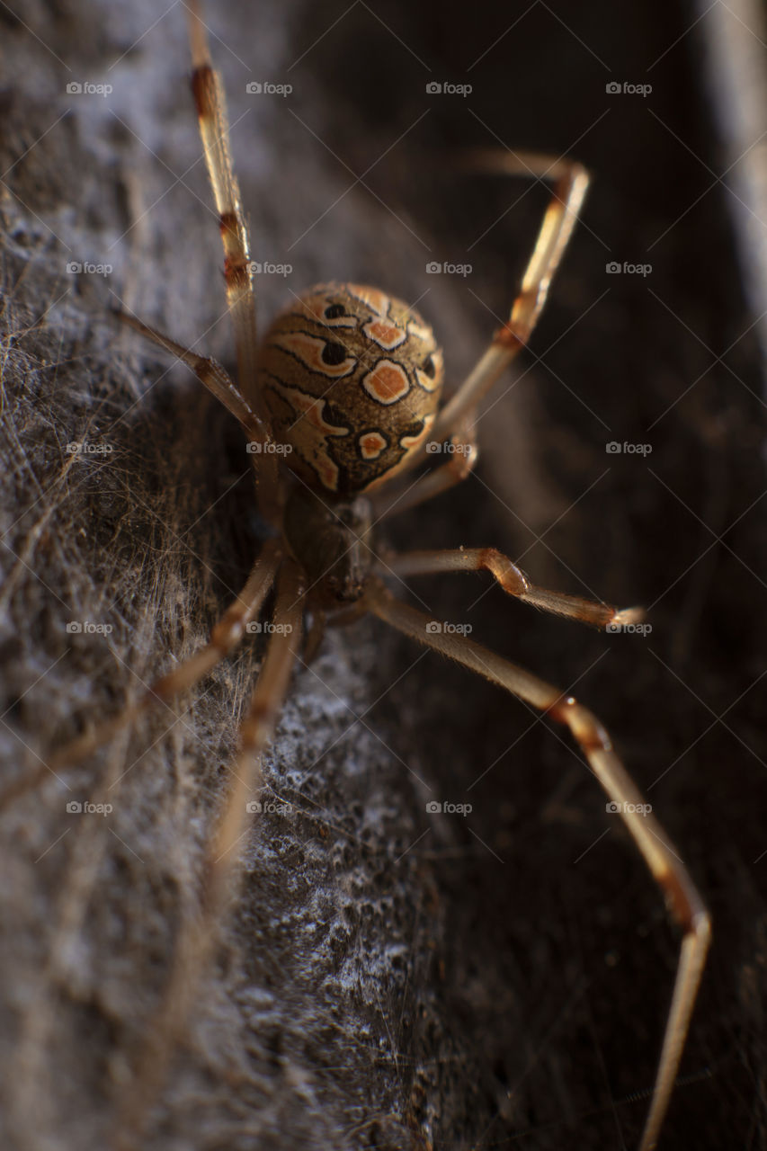 Spider in close up