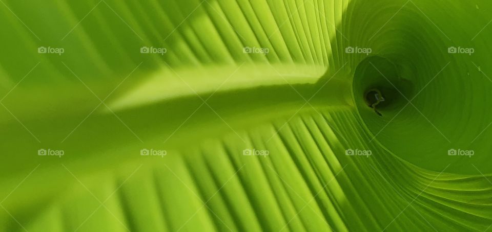 banana leaf line