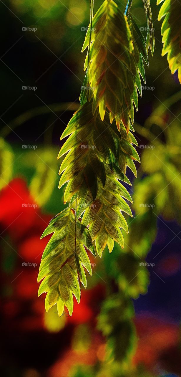 Leaves in the sun