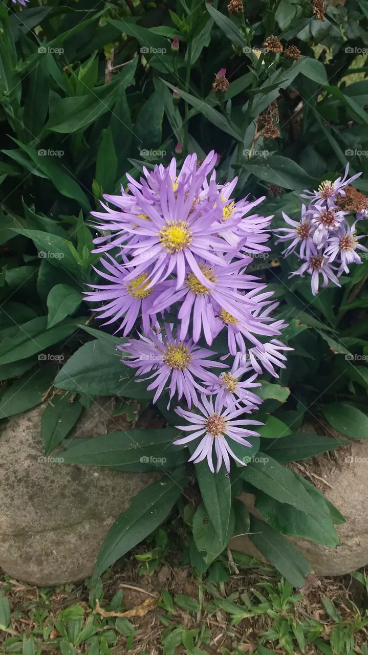 Flores lilas