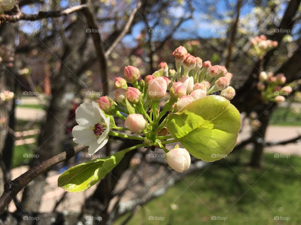 Budding blossoms