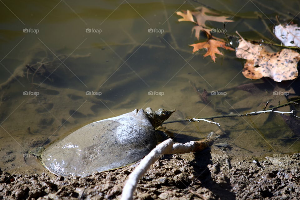 Soft Shell Turtle