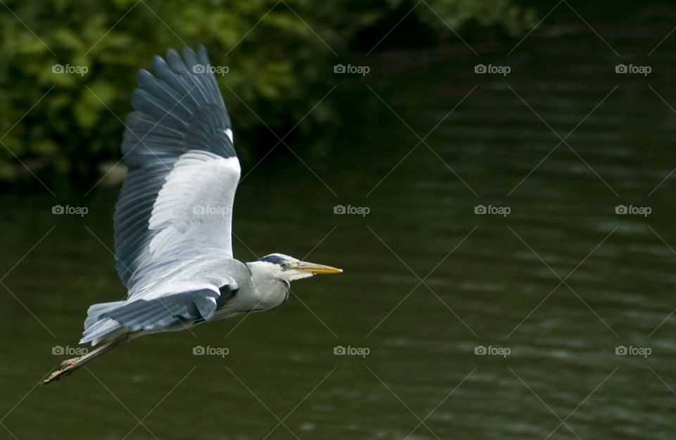 grey Heron