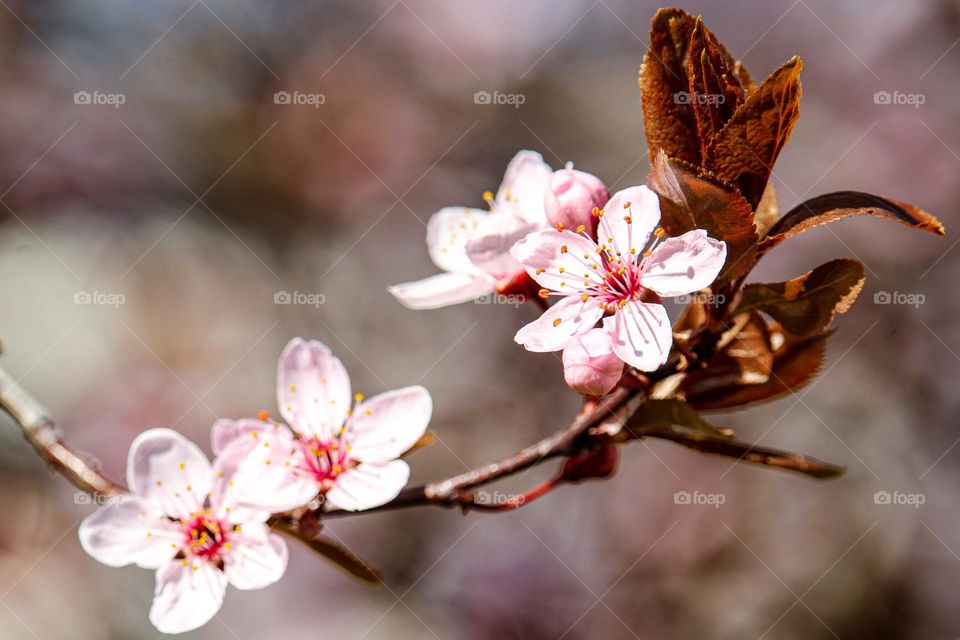 pink spring flowers