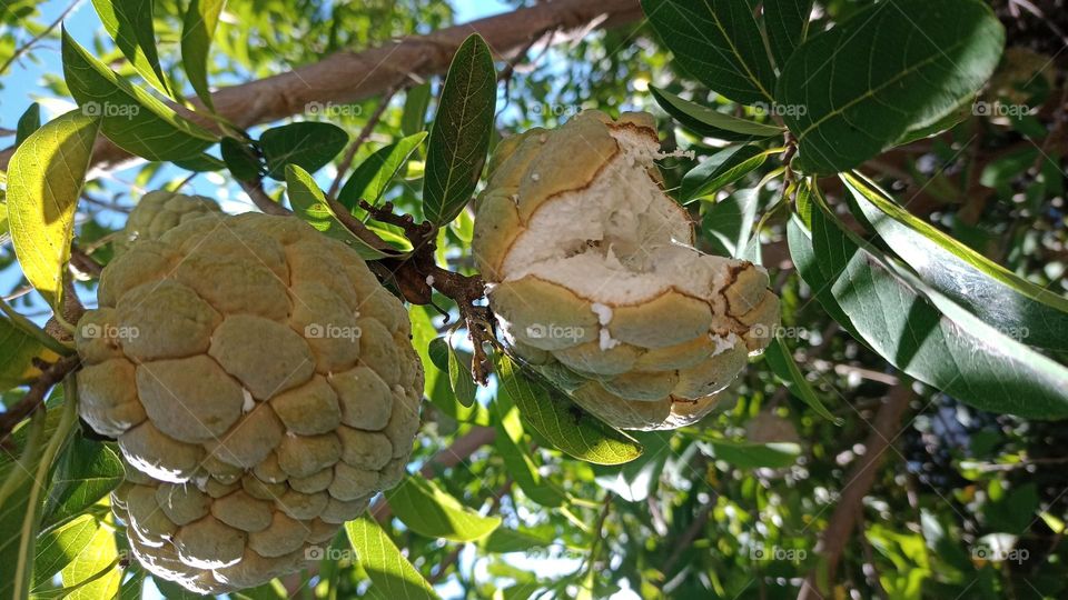 fruits of the annonaceae family