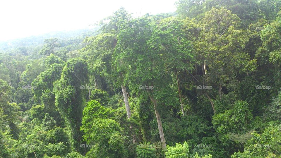 Ghanaian rainforest