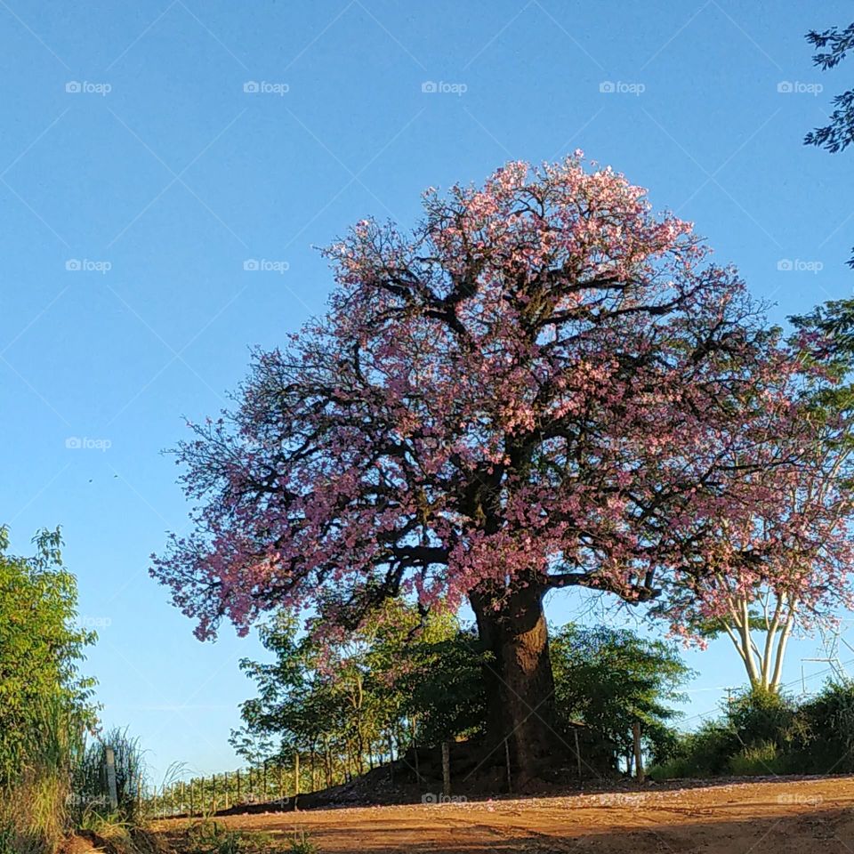 Majestic tree with the popular name Ipê Rosa and scientific name Tabebuia; origin: South America - Brazil.
Strolling through rural roads brings us surprises like this one... A majestic pink ipê tree at a crossroads asking: right or left?