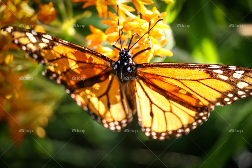 Monarch butterfly on an orange flower