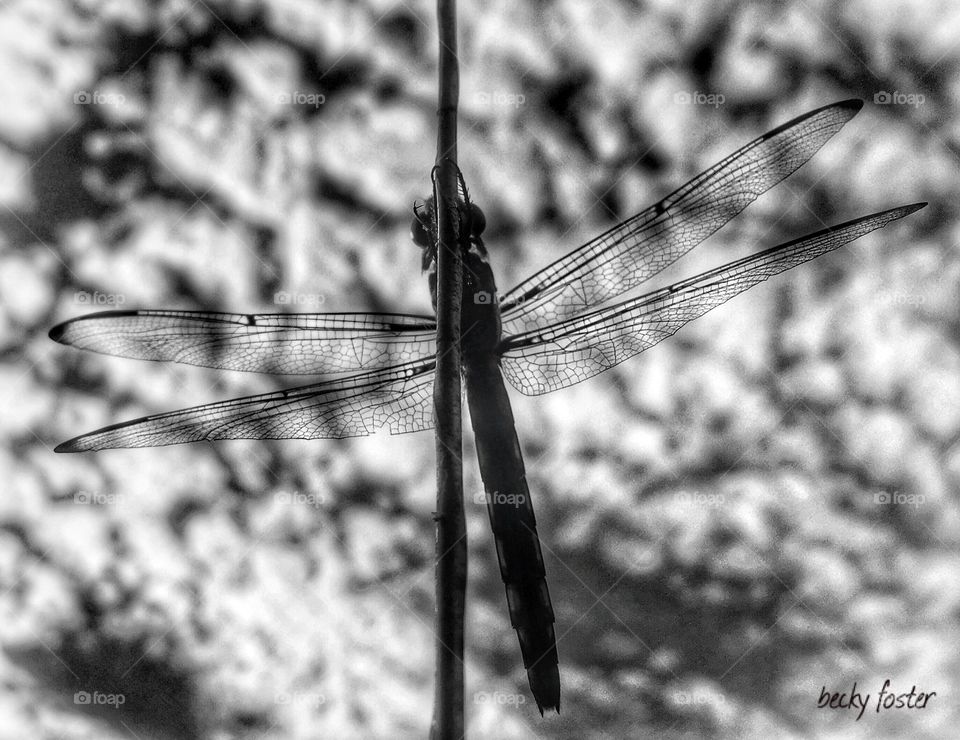 Dragonfly 