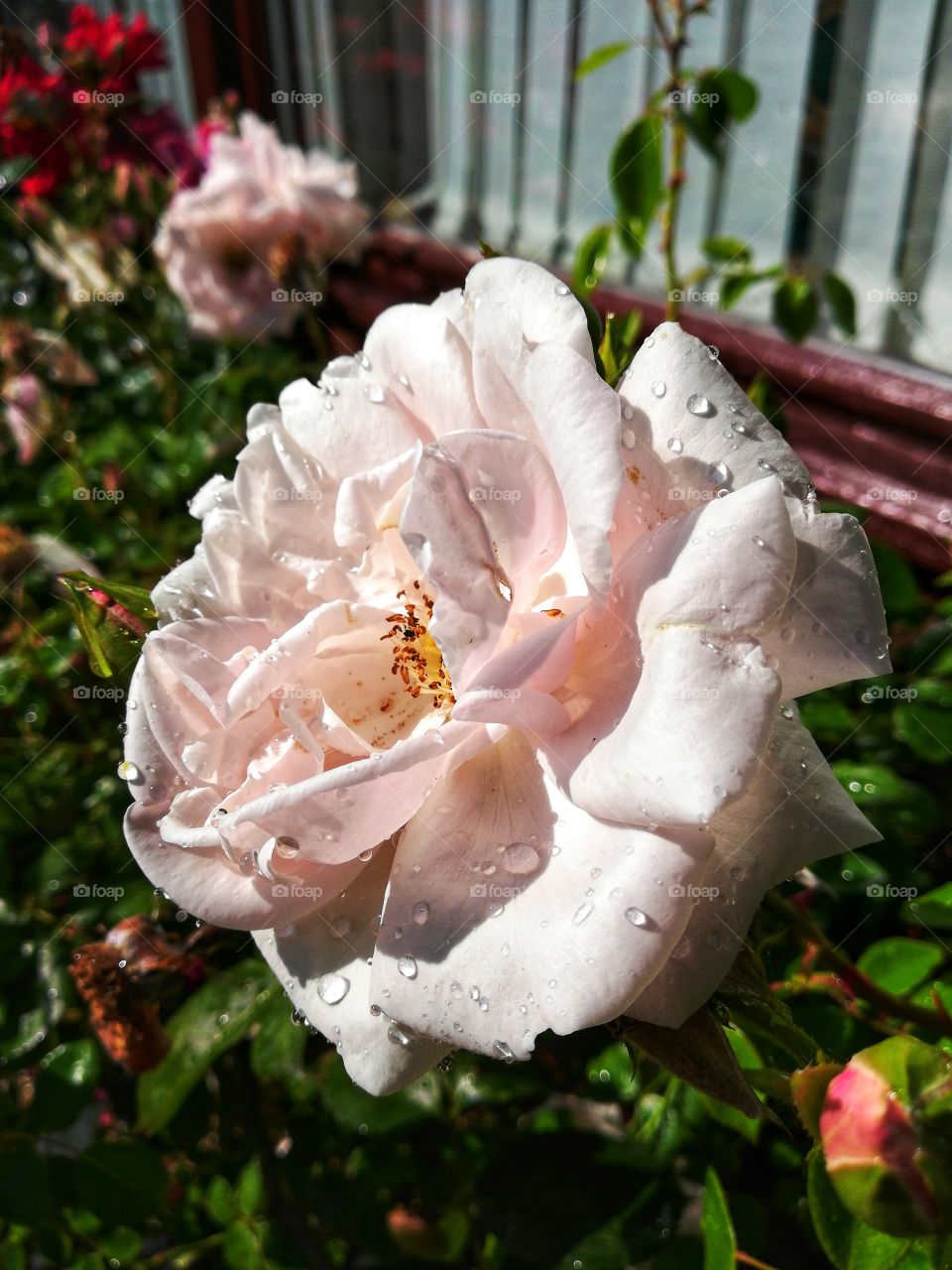 White flower with water droplets on