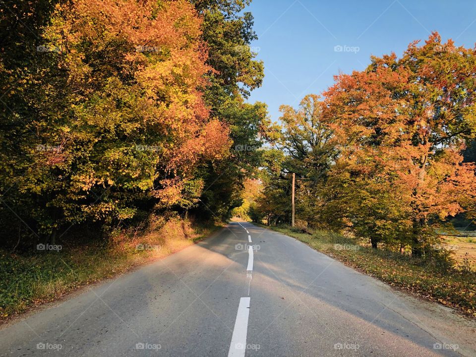 Autumn road