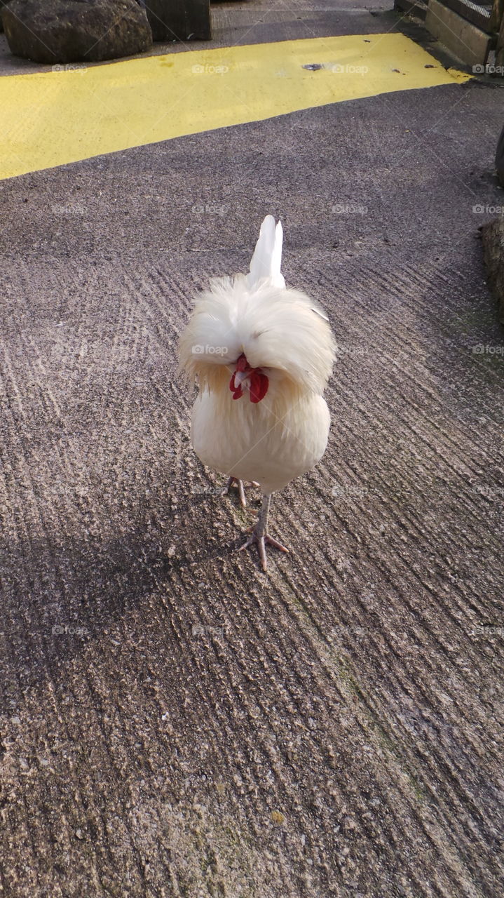 rare breeding / chicken
