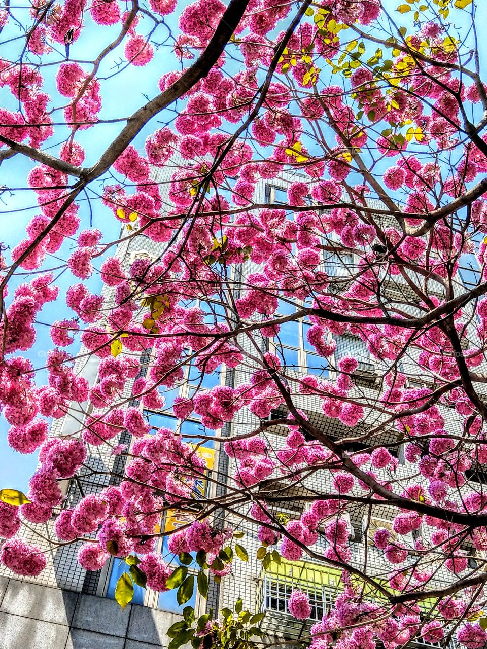 A whole pink flowers are blooming on the tall pink trumpet tree. spherical pink flowers are moving and incredible beauty.
attractive to many people.