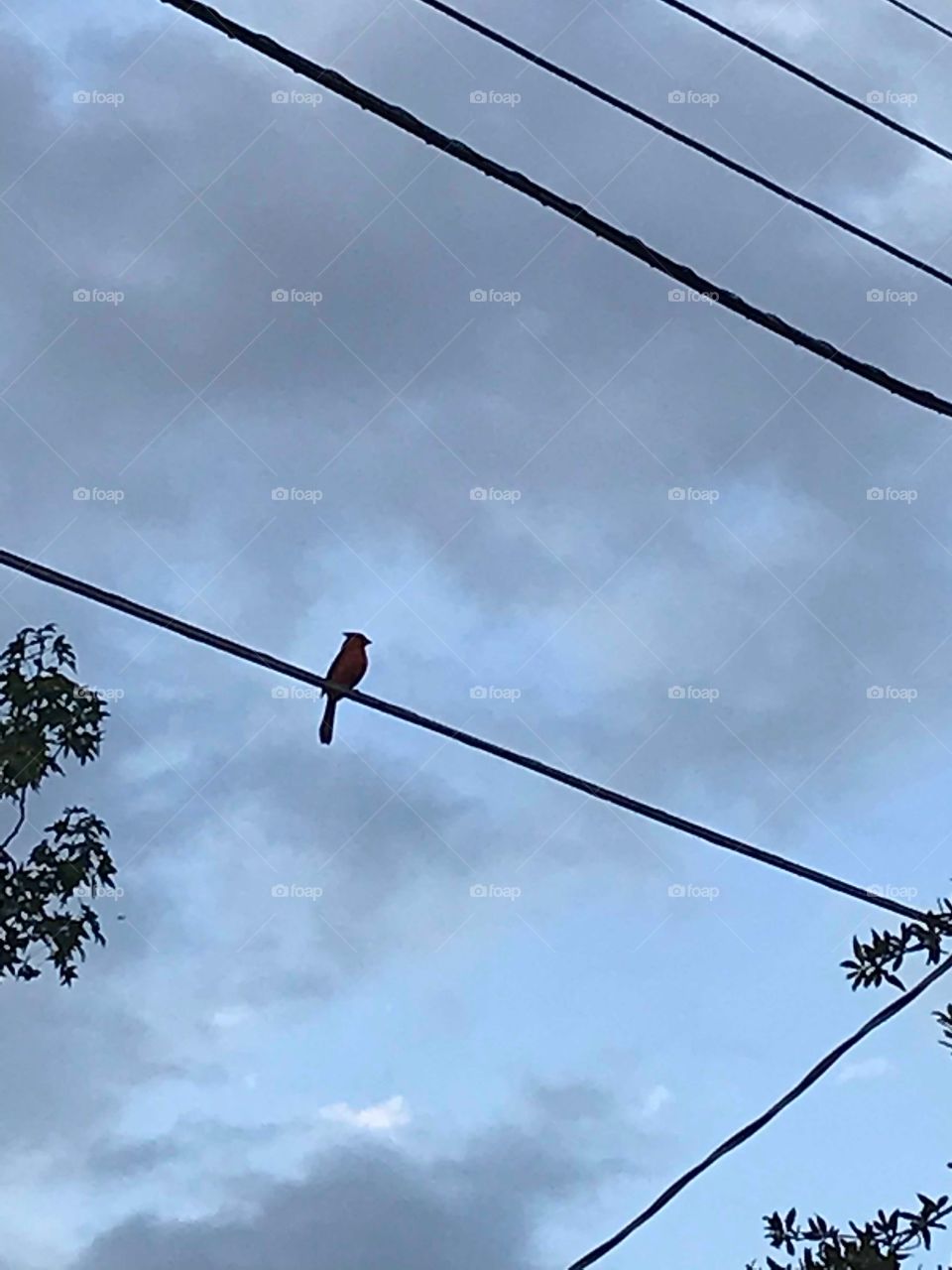 Cardinal Red Bird in a Wire Against Cloudy Sky