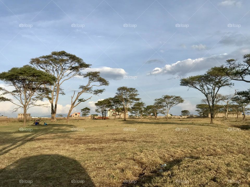 Tree environment sky Plant landscape Land cloud - sky Grass Field Nature scenicsnature day tranquil scene no people outdoors beauty in Nature shadow Tranquility non-urban scene Sunlight in kalimoni Kenya 