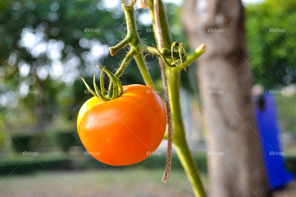 Orange tomato hanging on plant