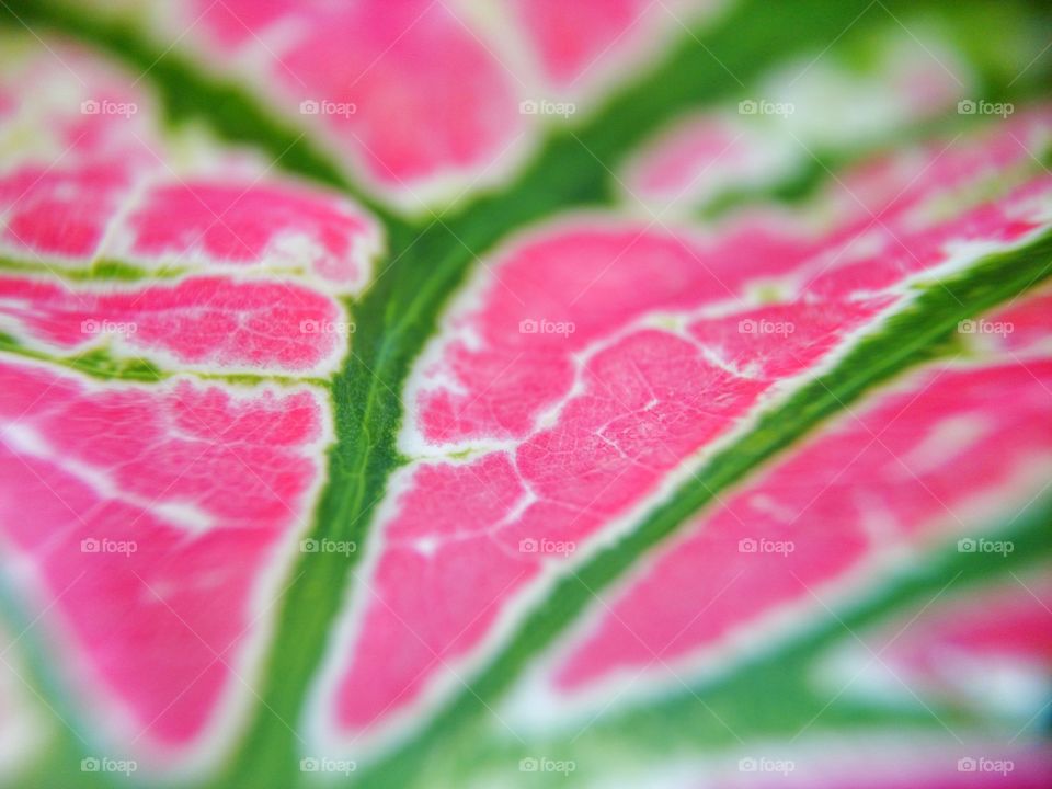 Caladium,  background textures