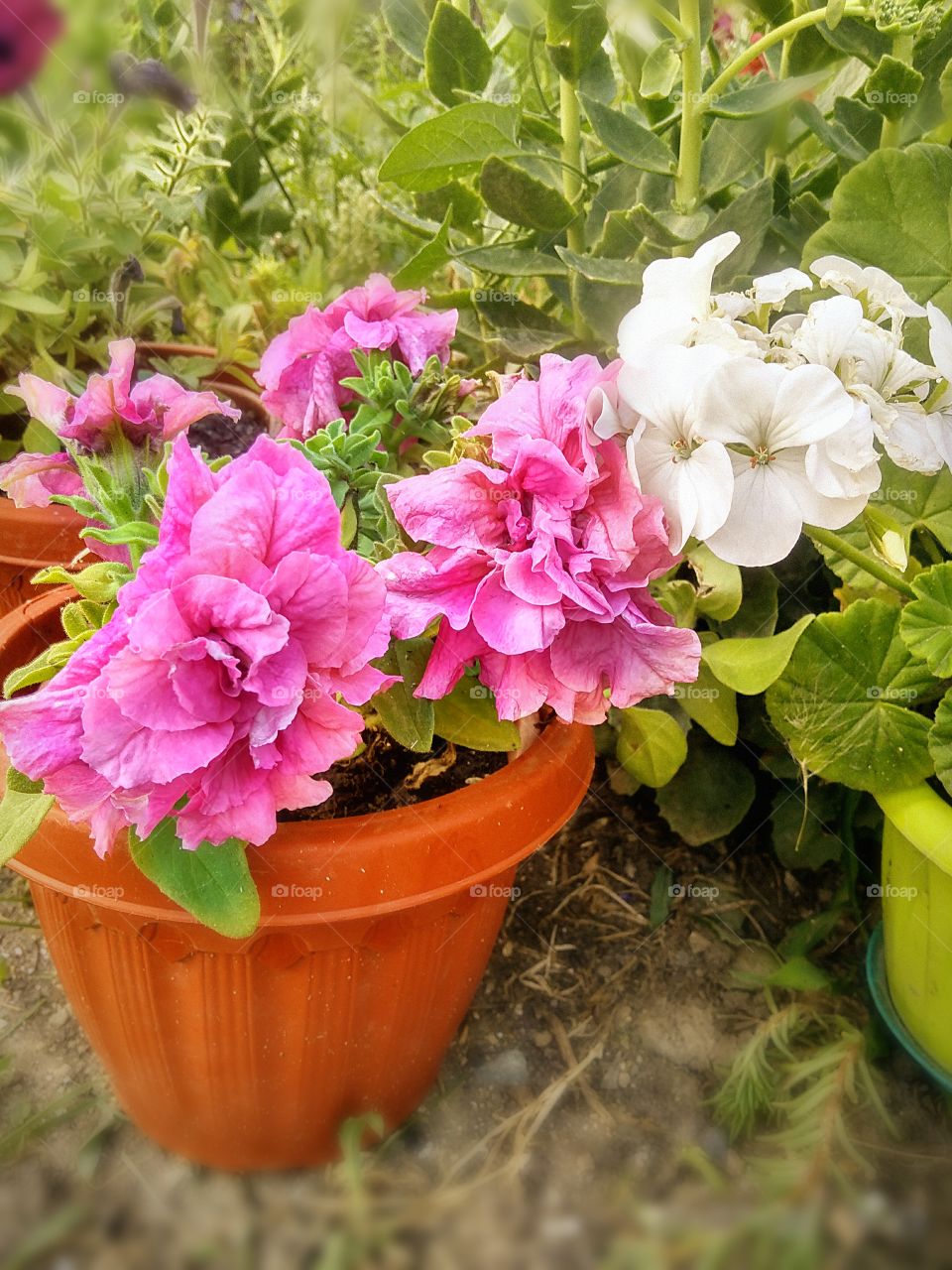 pink petunia blooms in the garden