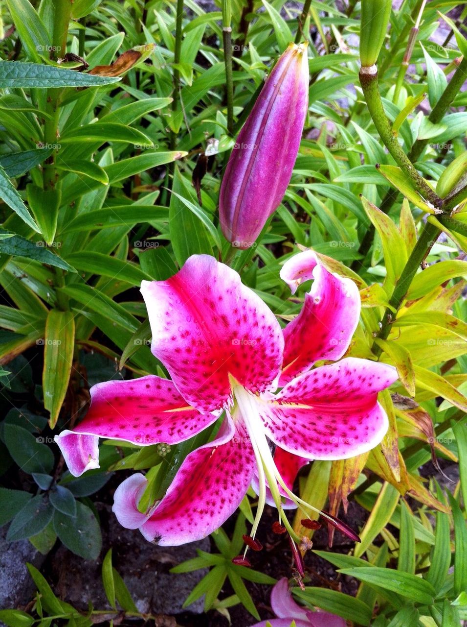 Flowering lily with bud in flowerbed in summer.