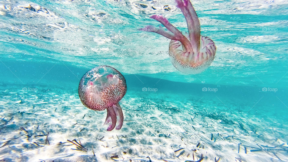 Dancing jellyfish