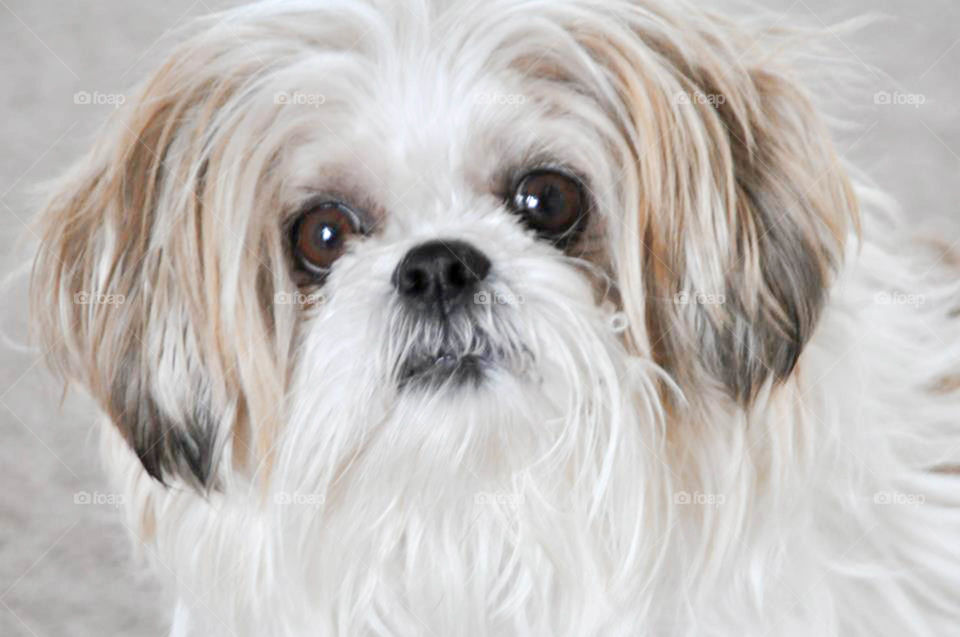 Shih Tzu. Adorable face of a shih tzu puppy