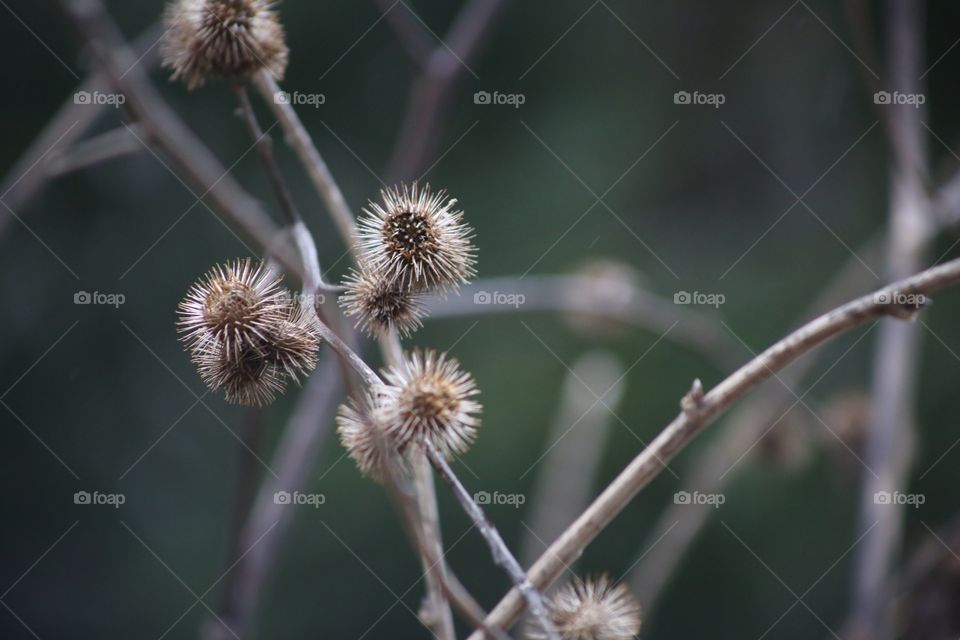 Dried seed pods in winter.