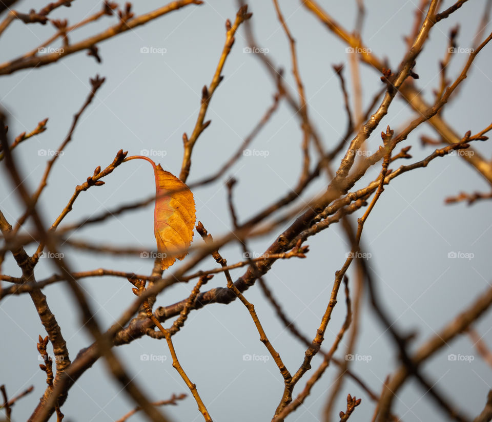 Last leaf before winter