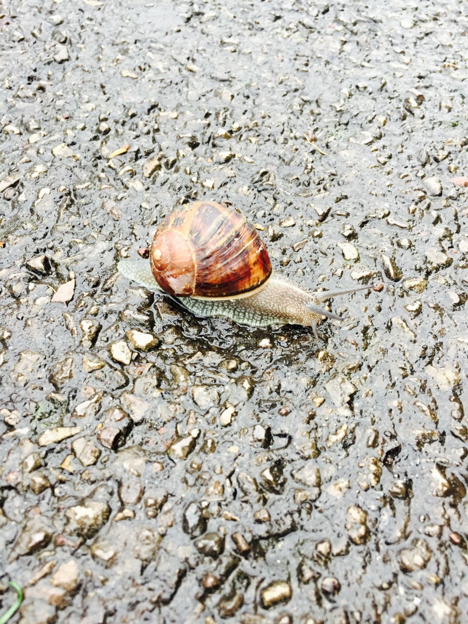 High angle view of a snail