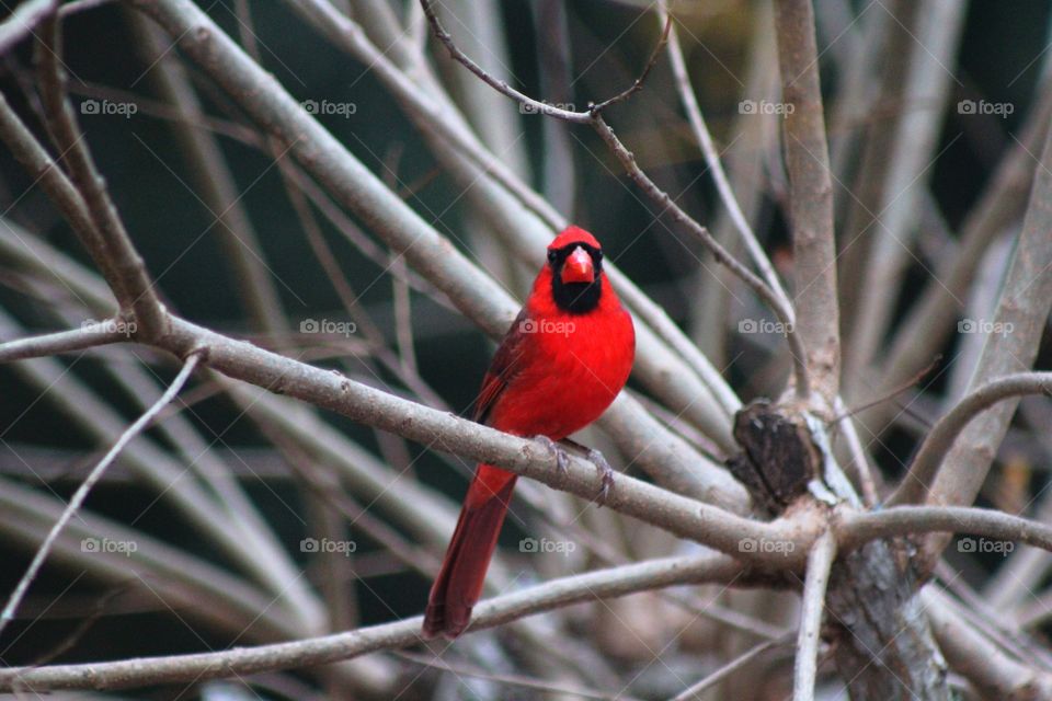 Red cardinal in the branches 