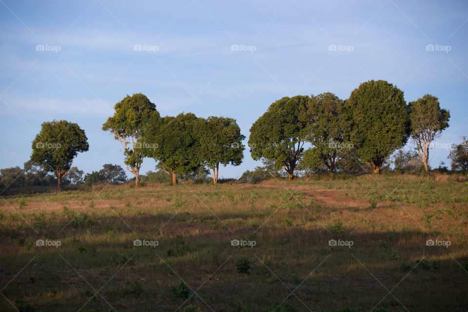 Tree field in forest 