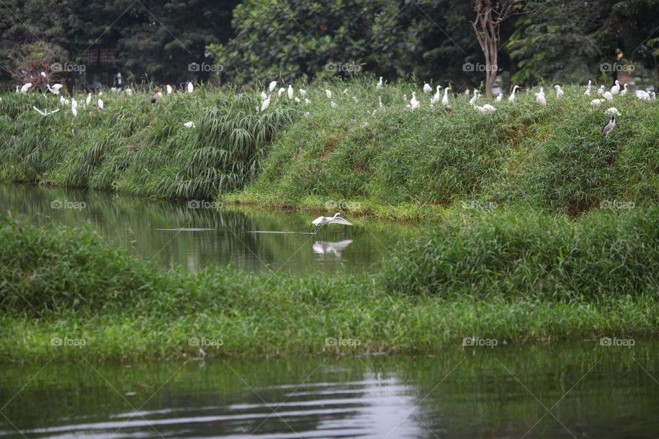 stork landing in the water