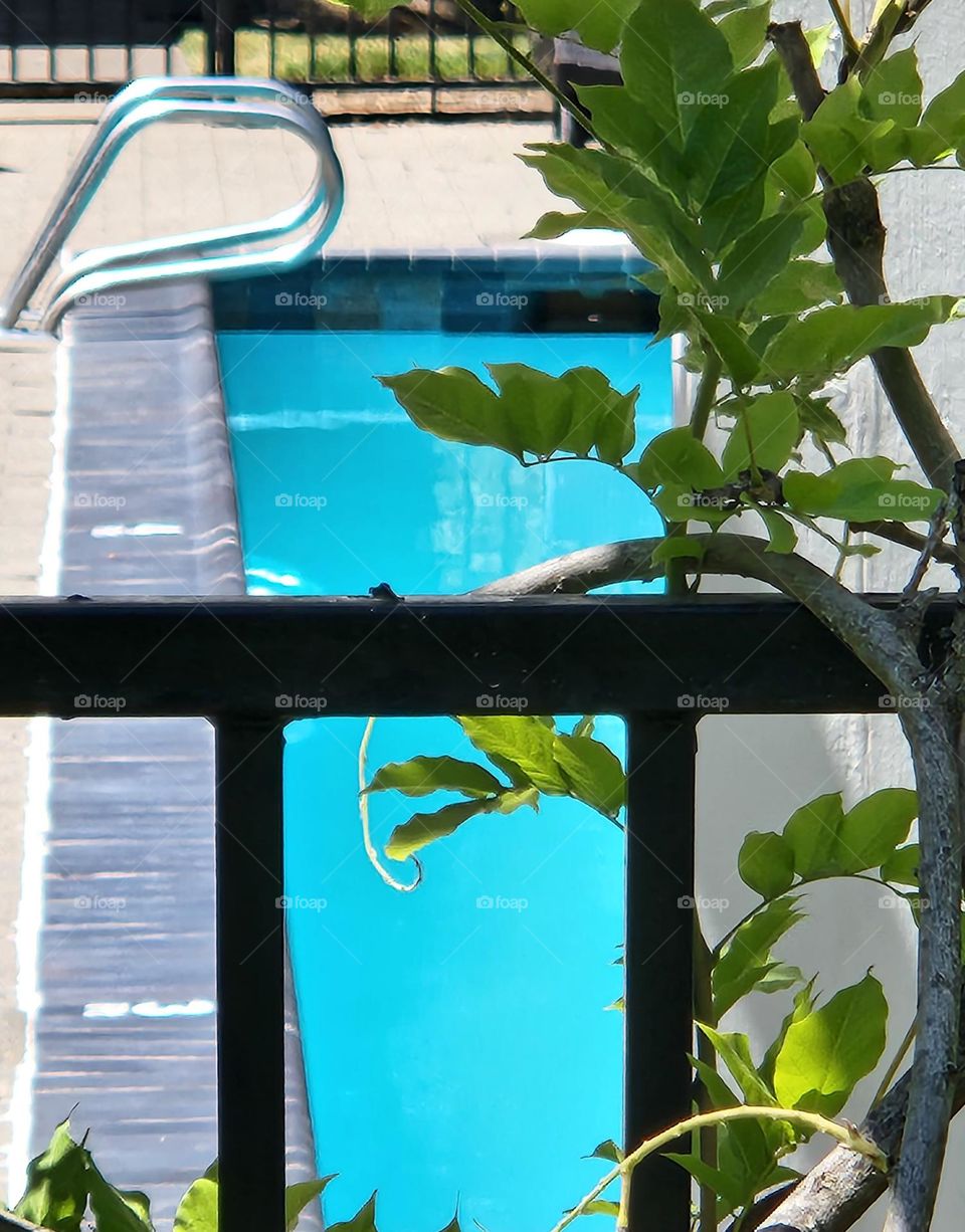 view of a green leafy vine climbing up the fence looking in on a bright blue swimming pool