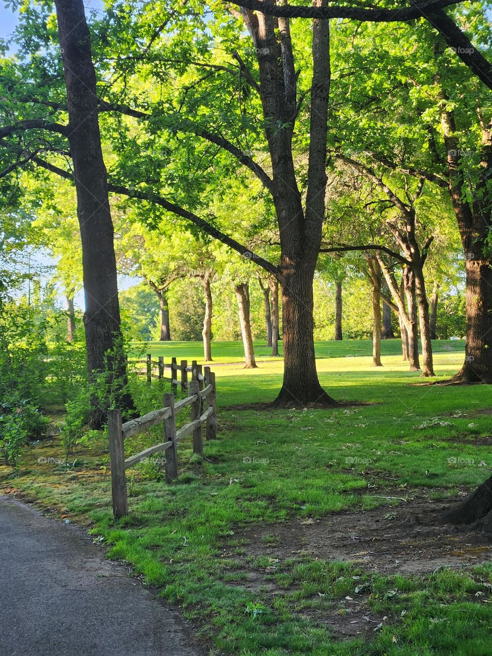 evening stroll through Oregon park with green trees and wooden fence