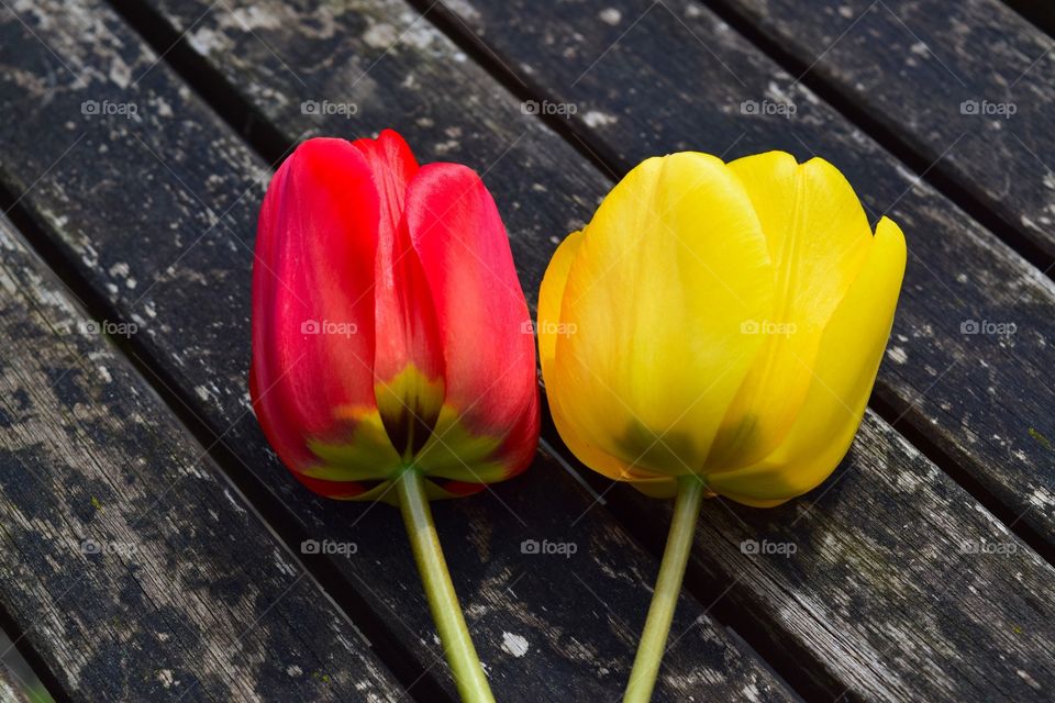 Tulip on table