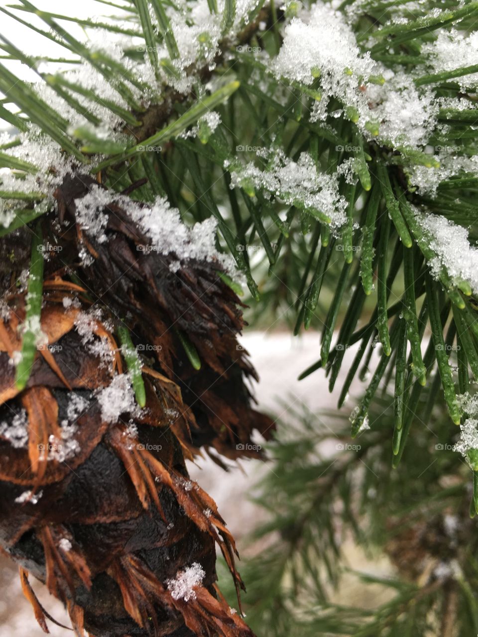 Winter pine cone