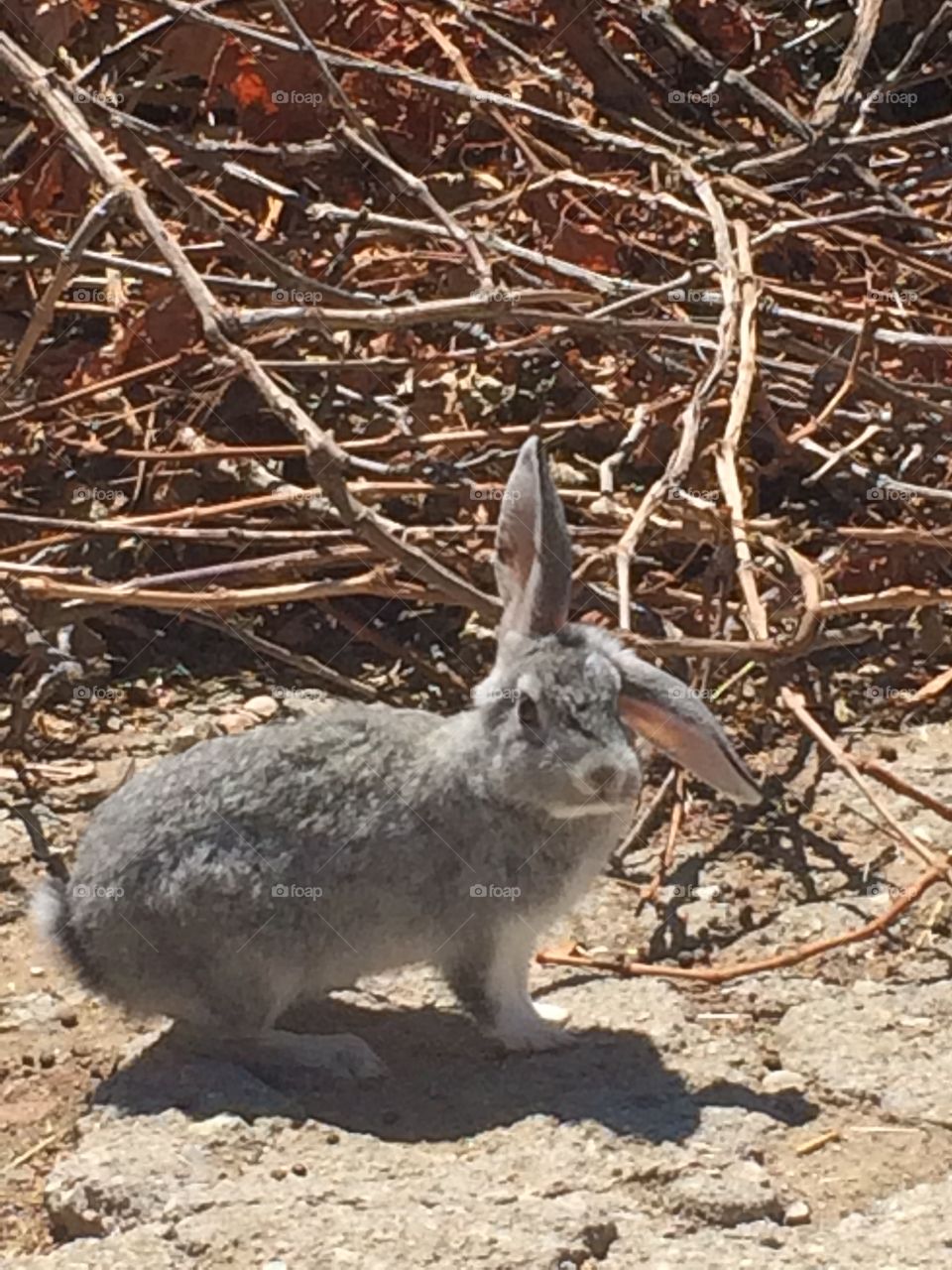 Rabbit with an ear down