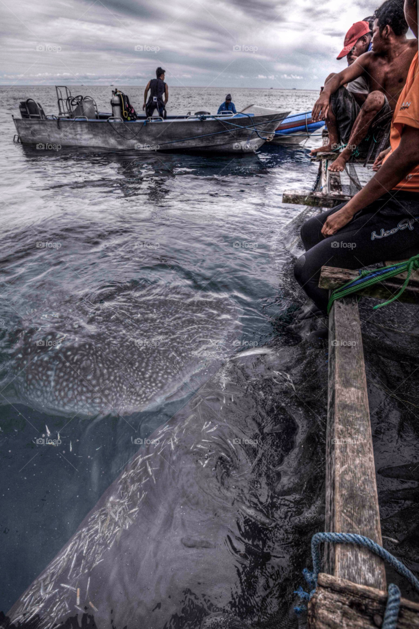 Whales shark eating