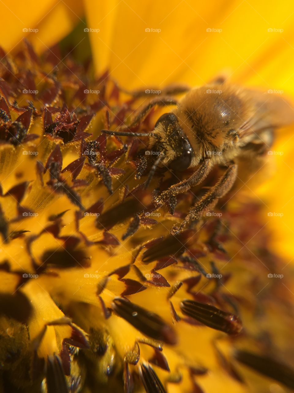 Honeybee on sunflower