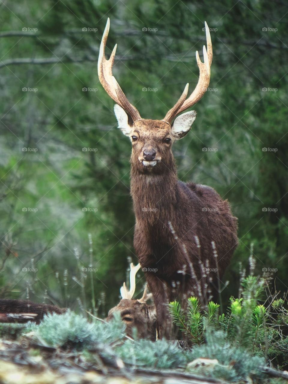 Beautiful brown colour deer