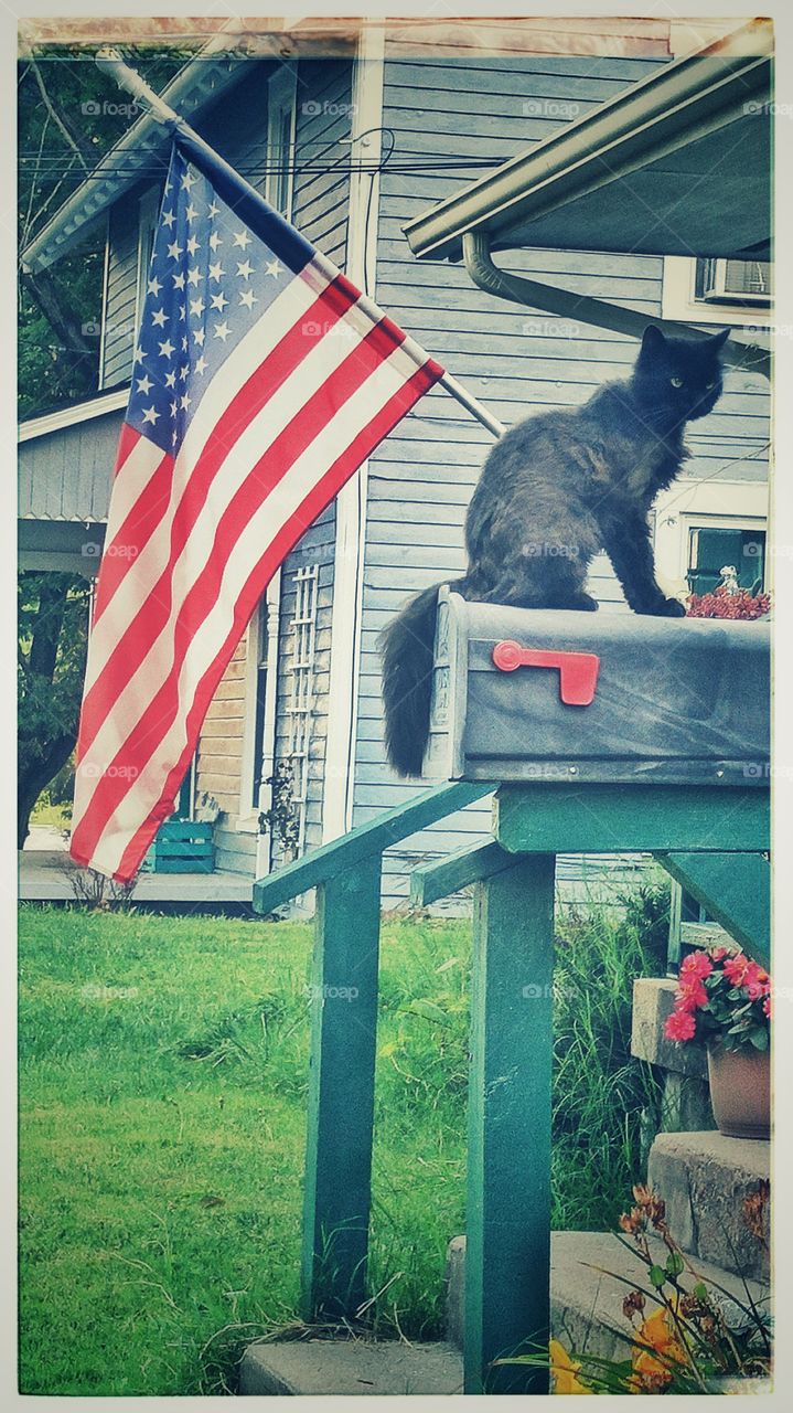 Our cat waiting on mailbox.