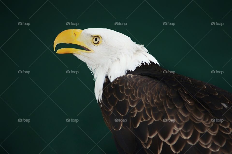 Bald Eagle closeup 