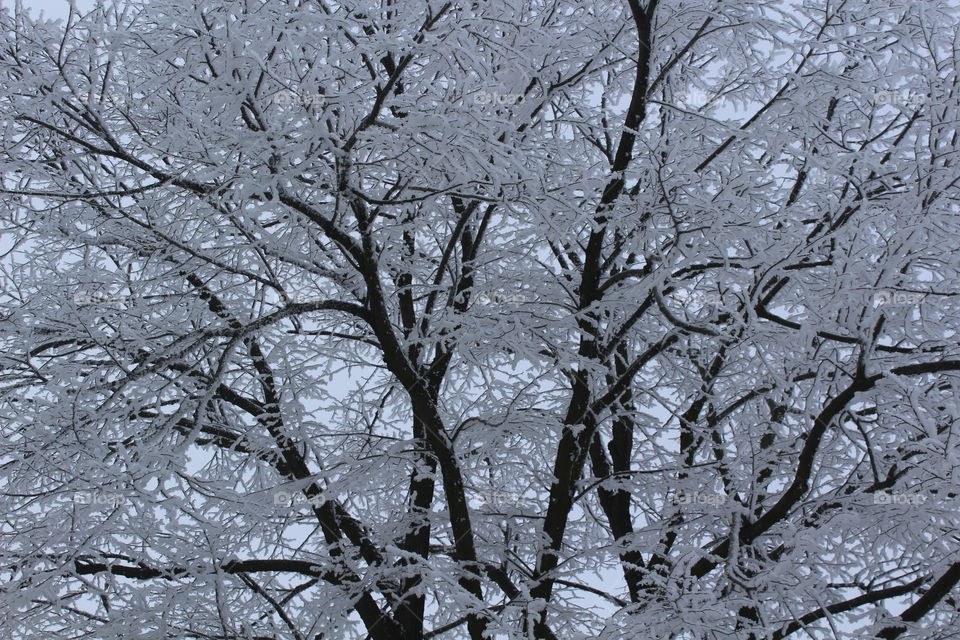 Winter, Tree, Branch, Snow, Frost